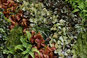 綠色植物墻