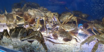 盤錦河蟹