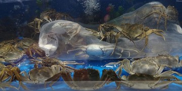 盤錦河蟹