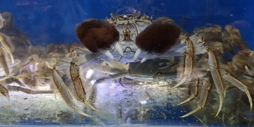 盤錦河蟹