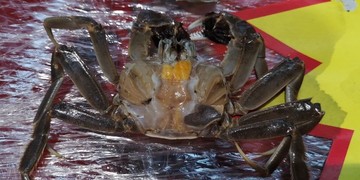 盤錦河蟹