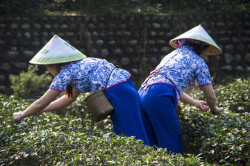 采茶女