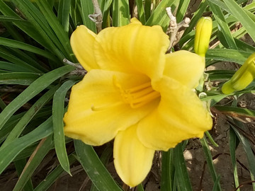 黃色鮮花