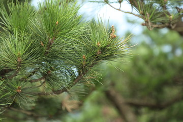 松樹