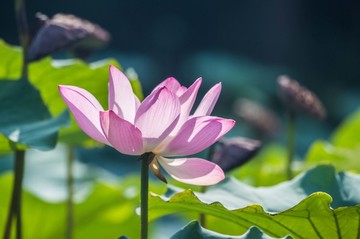 秋荷