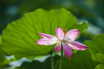 秋荷