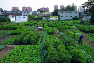 農(nóng)家菜園