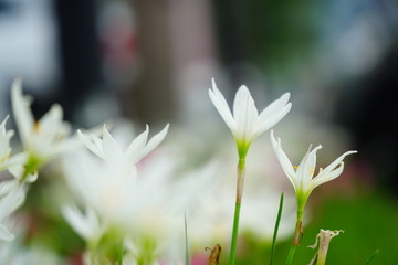 蔥蓮