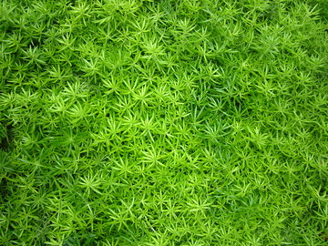 綠色植物背景