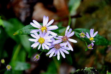 山菊花