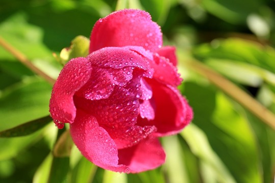 花花草草