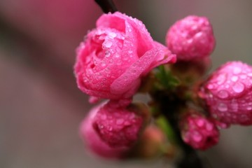 花花草草