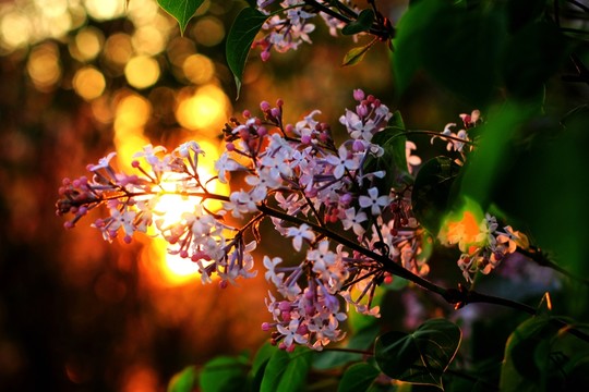 丁香花