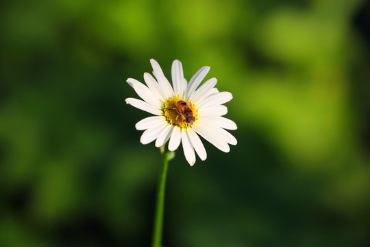 花花草草