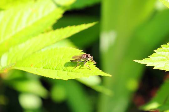 野蜂