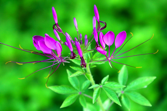 花花草草