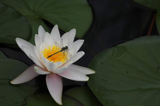 蓮花