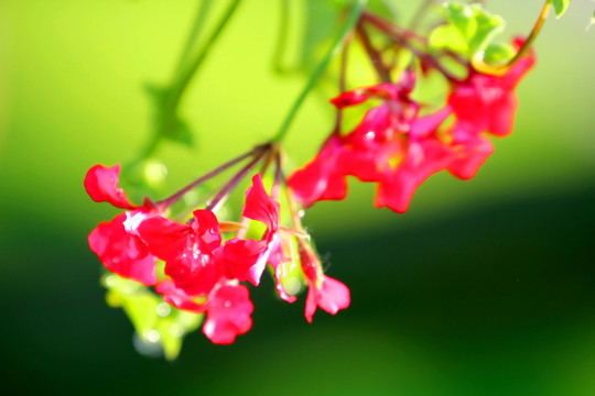 花花草草