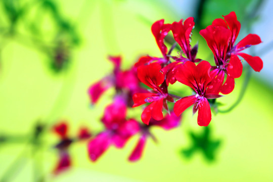 花花草草