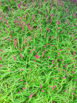花草