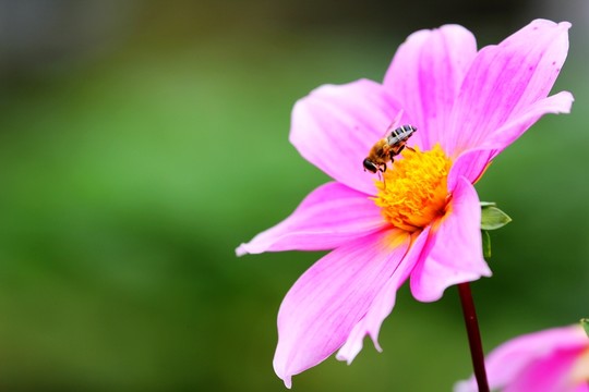 花花草草