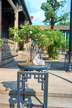盆景盆栽