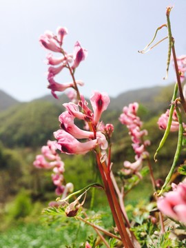 野花