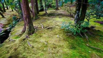 樹林