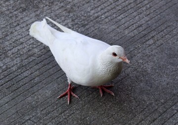 和平鴿