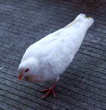 鴿子