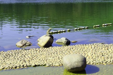 湖中鳥(niǎo)