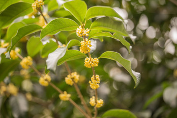 桂花