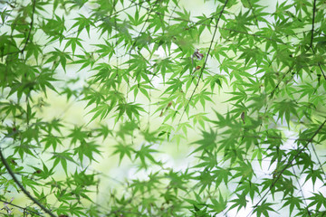唯美楓葉