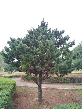 松樹