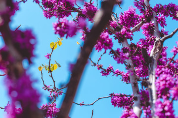 梅花