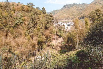 竹林
