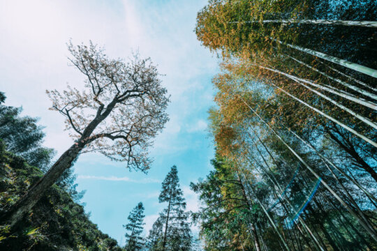 竹林