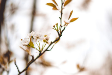 梨花