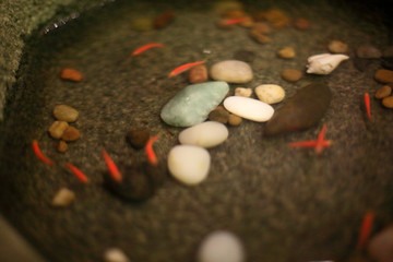 觀賞魚