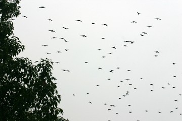 鳥