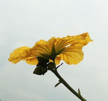 絲瓜花