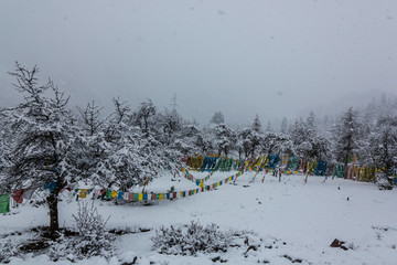 西藏林芝高原暴風(fēng)雪樹掛經(jīng)幡風(fēng)光