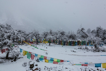 西藏林芝高原暴風(fēng)雪樹掛經(jīng)幡風(fēng)光
