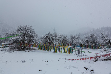 西藏林芝高原暴風(fēng)雪樹掛經(jīng)幡風(fēng)光