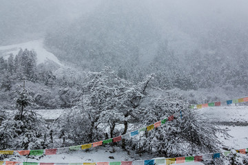 西藏林芝高原暴風(fēng)雪樹掛經(jīng)幡風(fēng)光
