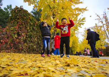 北京,圓明園,皇家園林,秋色,銀杏,殘?jiān)珨啾?歷史,遺跡,遺址,大水法,石頭