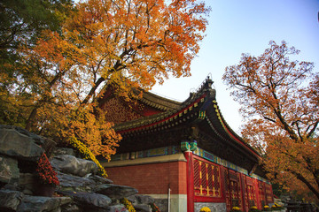 北京,香山公園,秋色,陽光,皇家園林,樹木,山