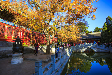 北京,香山公園,秋色,陽(yáng)光,皇家園林,樹(shù)木,山