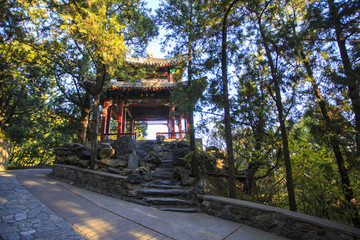 北京,香山公園,秋色,陽(yáng)光,皇家園林,樹(shù)木,山