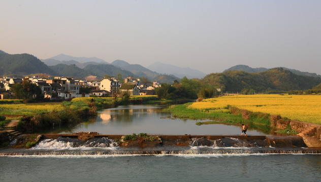 油菜花